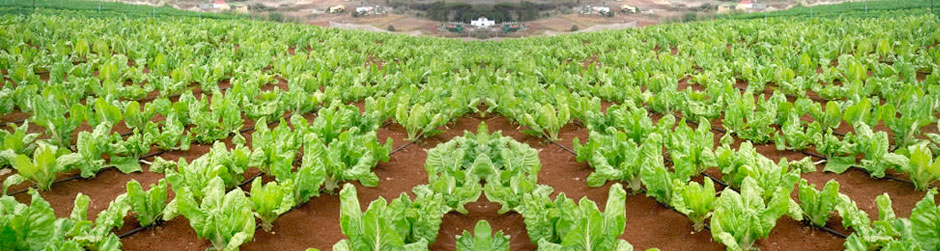 Acelgas