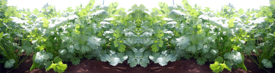 Cannonigos