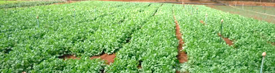 Cilantro