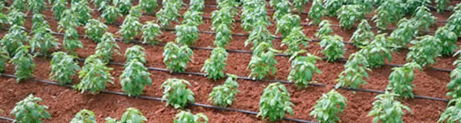 Albahaca