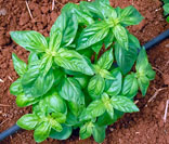 Albahaca
