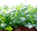 Cilantro