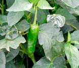 Pimiento